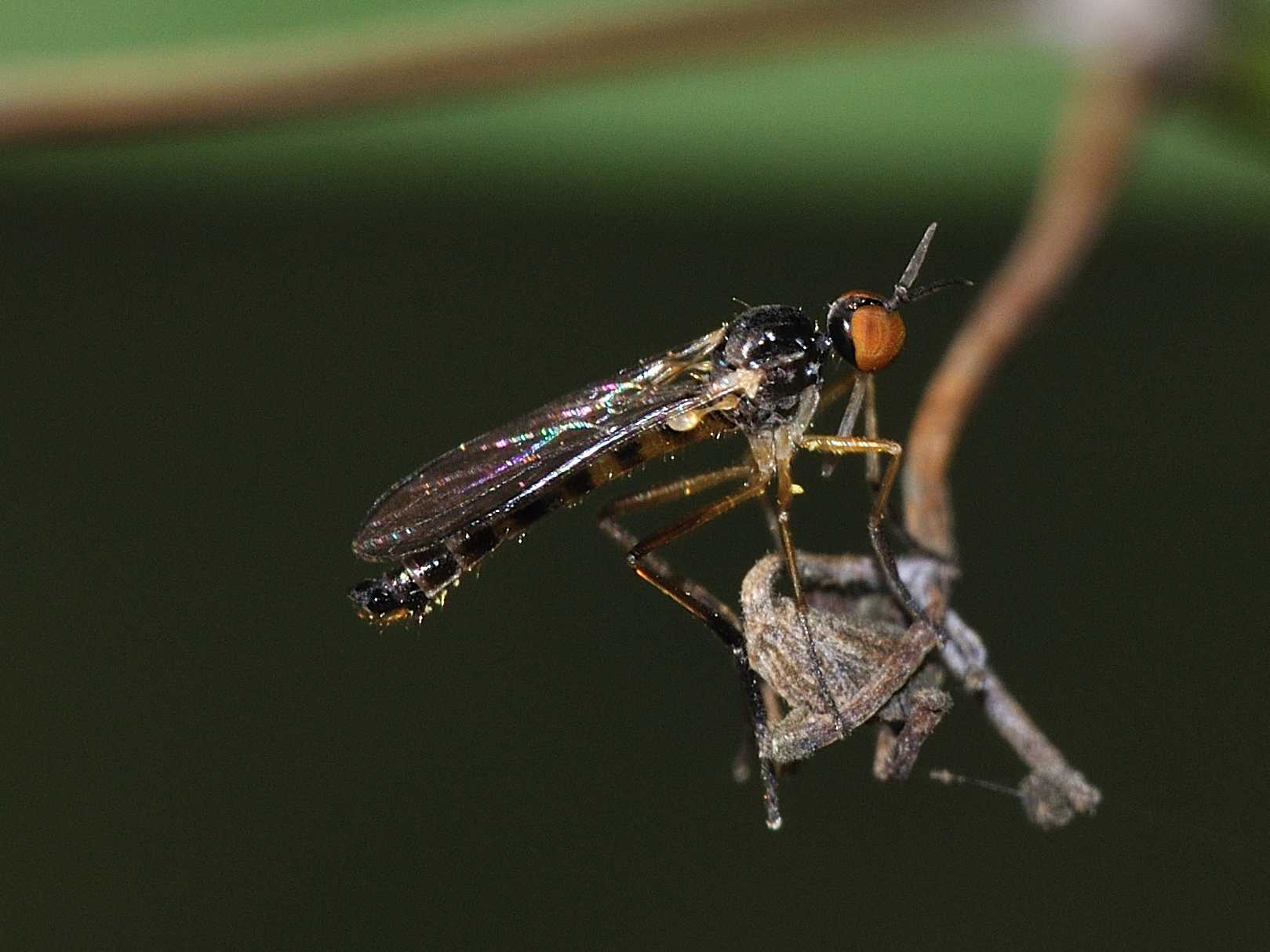 Lundstroemiella sphenoptera ♂ (Empididae)
